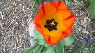 Pollinator heaven - an ecologically functional suburban yard