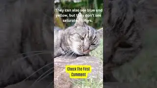 how cats see the world #shorts