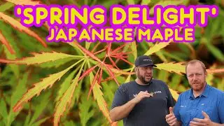 Acer palmatum 'Spring Delight' Japanese Maple