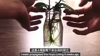 #8 Hoya propagation - Secret to grow massive roots 球兰爆根的秘诀