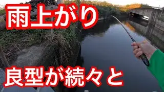 「雨上がり良型が続々と」　#釣り　#野ベラ　#マブナ