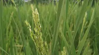 Royalty Free Stock Video Footage-14 | Paddy Field | Nature