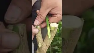 Grafting is a horticultural technique