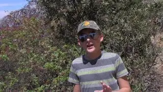 Catching The Elusive Northern Fence Lizard!