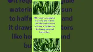 SPIRAL ALOE VERA can grow up to 3 feet tall #plantfacts #aloevera #shorts