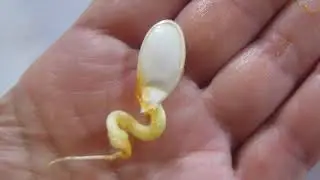 The Story of the Plant