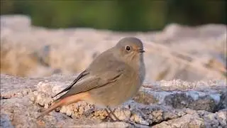 Black Redstart, Codirosso spazzacamino (Phoenicurus ochruros) female