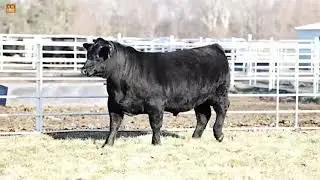 Nowatzke Cattle Company Bull Sale, LiveOnline™