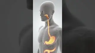 The Power of Carrots | 4K Ultra-Realistic Medical Animation for Eye, Skin & Immune Health