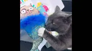 Unboxing June's 'Summer Pawty' Gus & Bella Cat Subscription box