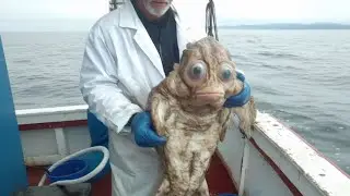 Deep Sea Monsters! 250lb Giant Halibut Fishing - Extreme Pacific Ocean Hunting Skills