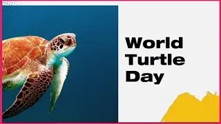 World Turtle Day / Turtle Day / International Turtle Day .
