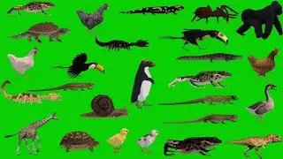 Animal Green Screen Video | Green Screen Animals Walking | Free to Use |