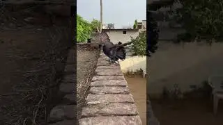Punjabi stutes#petsvlog #kabootar #fancypigeon