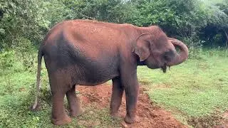 Yala National Park .