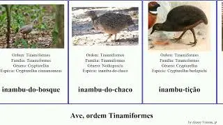 Ave, ordem Tinamiformes birds Rhynchotus Zachariah codorna-amarela codorna-do-nordeste Sweet