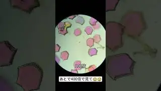 Colored clay magnified 40 times is seriously cool. #underthemicroscope #shorts