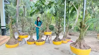PH&Ocirc;I MAI V&Agrave;NG 3/2/2026 (#O377721167 SƠN) ph&ocirc;i mai v&agrave;ng -  @bonsai Can Tho
