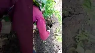 Harvesting Yam Tubers