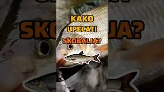 Kako upecati SKOBALJA? 🎣