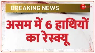 Assam Elephant Rescue Today: असम में 6 हाथियों का रेस्क्यू | Breaking News | Jorhat Hathi News