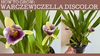 How to grow: Warczewiczella discolor - a fabulous cool growing orchid!