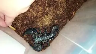 Scorpion Heterometrus spinifer feeding 