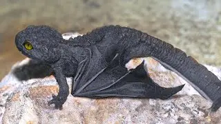 Las 15 Mutaciones Animales M&aacute;s Locas Del Mundo