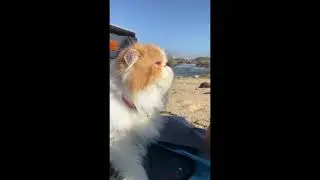Beach day for cat #leathegrumpycat  #catlover #pets #persiancatlover #persiancarpet  #cat