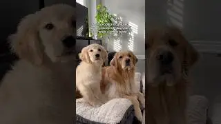 A simple guide to &ldquo;Dog Years&rdquo; 🐶 #dogs #dogshorts #puppy #puppies #goldenretriever #pets #dogslife