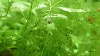 odonate larvae eating snails