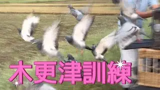 嫌な思い出しかなかったけど、鳩たちのためこの地に戻って参りました。初心を忘れべからず