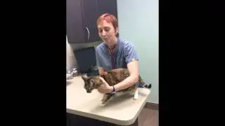 Dr. Slater showing us her typical cat exam.