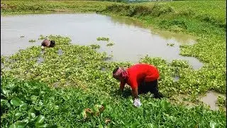 Live Fishing In Village | Catching Country Fish by Hand | Traditional Hand Fishing