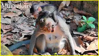 Not b@d....! Mom Jazzy just gave the first instruction to baby Jiva's d/isrespectedd, Nice wildlife