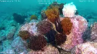 Discover Shek O's Underwater Splendor