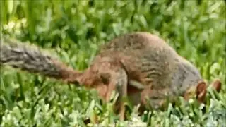 Wildly Unexpected, by The Carnys...  #SquirrelSociety
