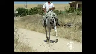 Adalberti Saddles