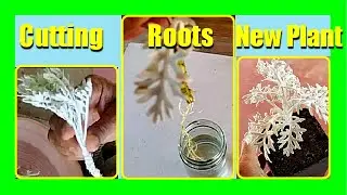 Simple Steps to Grow Dusty Miller from Cuttings | Water Propagation Made Easy!