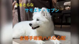 そろそろ去勢手術…😣#サモエド #samoyed 