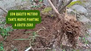 Come ottenere nuove piantine di nocciolo (Corylus avellana) tramite la margotta di ceppaia