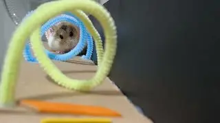 Hamster Wavy Maze 〰️🐹 | Cute & Fun Maze Challenge Live!
