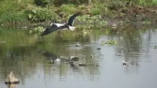 kavdipat | bird watching | pune birding | one day trip in pune | pune wildlife