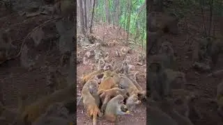 favorite food of monkey #shorts