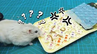 Hamster Fun-Cute hamster performs tasks for his owner #hamster Fun #cute hamster