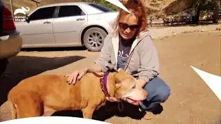 Спасённая 14-летняя «идеальная собака» наконец-то обретёт хозяев? | Pit Bulls & Parolees, сезон 2...