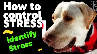 How to control and identify stress