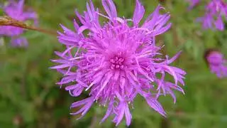 Centaurea