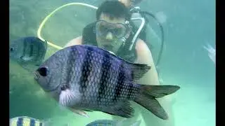 Dicas de viagem , Porto de Galinhas Pernambuco