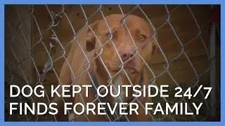 Dog Kept Outdoors 24/7 Finds Her Forever Family After PETA Steps In